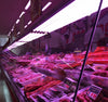 Tubo LED T8 25W 1500mm Especial Carne Pink